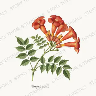 Trumpet Vine — vintage botanical Vines & Climbers print on a white background