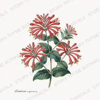 Honeysuckle — vintage botanical Vines & Climbers print on a white background