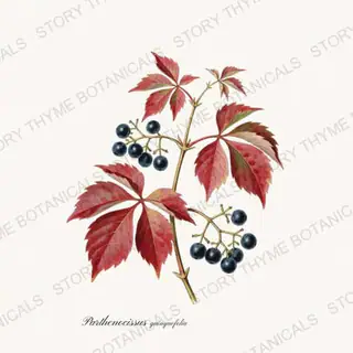 Virginia Creeper — vintage botanical Vines & Climbers print on a white background