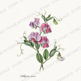 Sweet Pea — vintage botanical Vines & Climbers print on a white background
