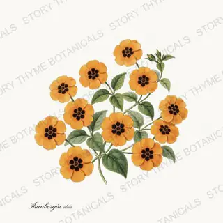 Black Eyed Susan Vine — vintage botanical Vines & Climbers print on a white background