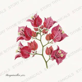 Bougainvillea — vintage botanical Vines & Climbers print on a white background
