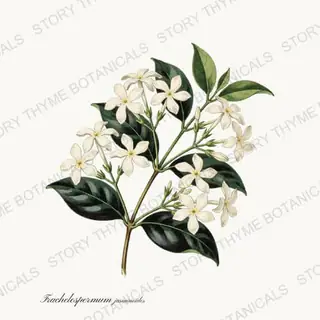 Star Jasmine — vintage botanical Vines & Climbers print on a white background
