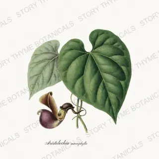 Dutchmans Pipe — vintage botanical Vines & Climbers print on a white background
