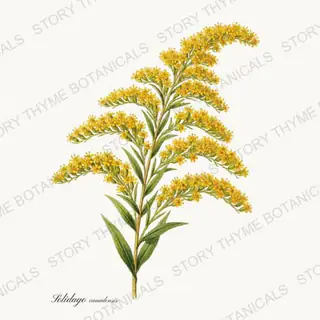 Goldenrod — vintage botanical Wildflowers Vol. 2 print on a white background