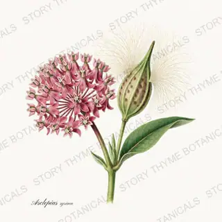 Milkweed — vintage botanical Wildflowers Vol. 2 print on a white background