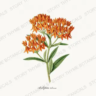 Butterfly Weed — vintage botanical Wildflowers Vol. 2 print on a white background
