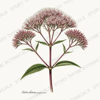 Joe Pye Weed — vintage botanical Wildflowers Vol. 2 print on a white background