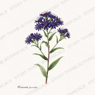 Ironweed — vintage botanical Wildflowers Vol. 2 print on a white background