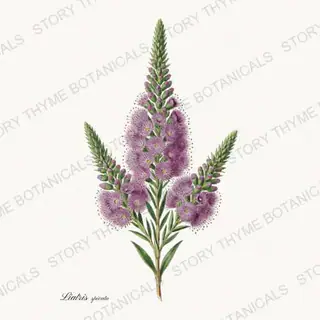Blazing Star — vintage botanical Wildflowers Vol. 2 print on a white background