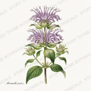 Wild Bergamot — vintage botanical Wildflowers Vol. 2 print on a white background