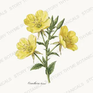 Evening Primrose — vintage botanical Wildflowers Vol. 2 print on a white background