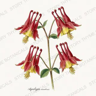 Wild Columbine — vintage botanical Wildflowers Vol. 2 print on a white background