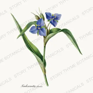 Spiderwort — vintage botanical Wildflowers Vol. 2 print on a white background