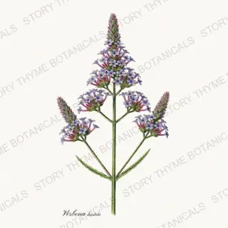 Blue Vervain — vintage botanical Wildflowers Vol. 2 print on a white background