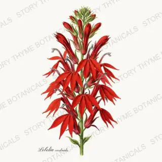 Cardinal Flower — vintage botanical Wildflowers Vol. 2 print on a white background