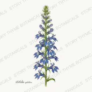Blue Lobelia — vintage botanical Wildflowers Vol. 2 print on a white background