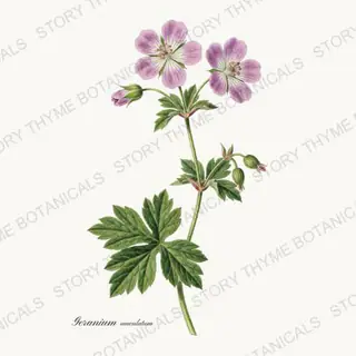 Wild Geranium — vintage botanical Wildflowers Vol. 2 print on a white background