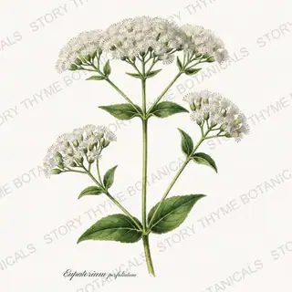 Boneset — vintage botanical Wildflowers Vol. 2 print on a white background
