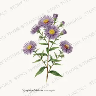 New England Aster — vintage botanical Wildflowers Vol. 2 print on a white background