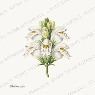 Turtlehead — vintage botanical Wildflowers Vol. 3 print on a white background