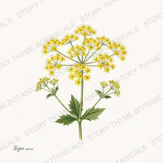 Golden Alexanders — vintage botanical Wildflowers Vol. 3 print on a white background