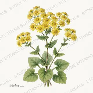Golden Ragwort — vintage botanical Wildflowers Vol. 3 print on a white background