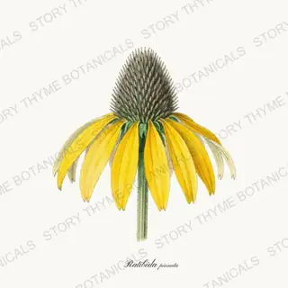 Grey Coneflower — vintage botanical Wildflowers Vol. 3 print on a white background