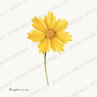Coreopsis — vintage botanical Wildflowers Vol. 3 print on a white background