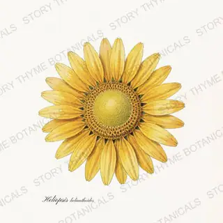 Ox Eye — vintage botanical Wildflowers Vol. 3 print on a white background