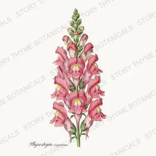 Obedient Plant — vintage botanical Wildflowers Vol. 3 print on a white background