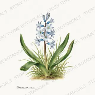 Wild Hyacinth — vintage botanical Wildflowers Vol. 3 print on a white background