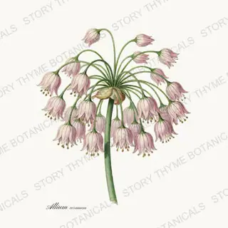 Nodding Onion — vintage botanical Wildflowers Vol. 3 print on a white background