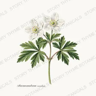 Canada Anemone — vintage botanical Wildflowers Vol. 3 print on a white background