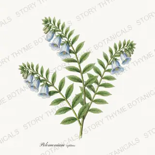 Spreading Jacobs Ladder — vintage botanical Wildflowers Vol. 3 print on a white background