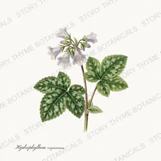Waterleaf — vintage botanical Wildflowers Vol. 3 print on a white background