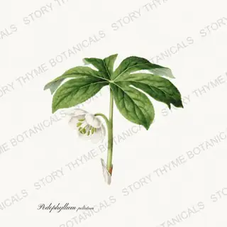 Mayapple — vintage botanical Wildflowers Vol. 3 print on a white background