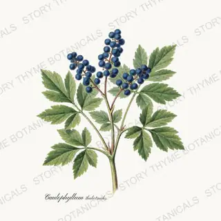 Blue Cohosh — vintage botanical Wildflowers Vol. 3 print on a white background