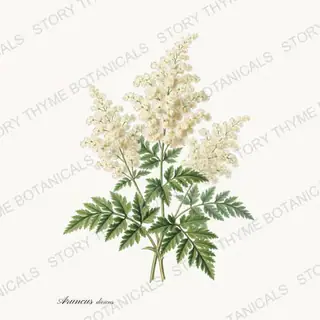 Goats Beard — vintage botanical Wildflowers Vol. 3 print on a white background