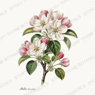 Apple Blossom — vintage botanical Wildflowers & Meadow print on a white background