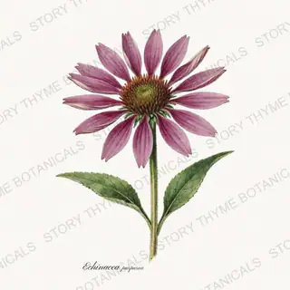 Coneflower — vintage botanical Wildflowers & Meadow print on a white background