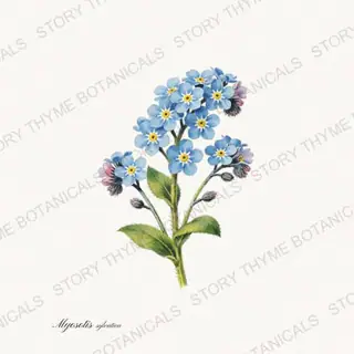Forget Me Not — vintage botanical Wildflowers & Meadow print on a white background