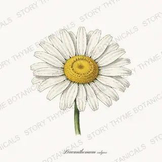 Oxeye Daisy — vintage botanical Wildflowers & Meadow print on a white background