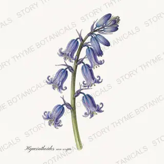 Bluebell — vintage botanical Wildflowers & Meadow print on a white background