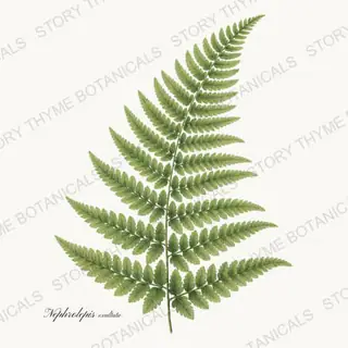Boston Fern — vintage botanical Wildflowers & Meadow print on a white background