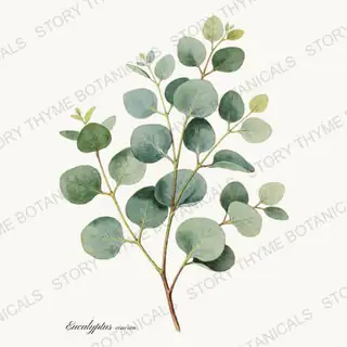 Eucalyptus — vintage botanical Wildflowers & Meadow print on a white background