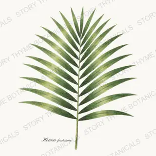Palm Frond — vintage botanical Wildflowers & Meadow print on a white background