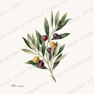 Olive Branch — vintage botanical Wildflowers & Meadow print on a white background