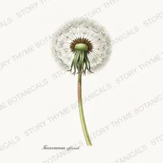Dandelion — vintage botanical Wildflowers & Meadow print on a white background