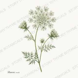 Queen Annes Lace — vintage botanical Wildflowers & Meadow print on a white background